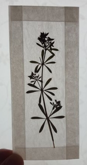 instructables kgklinkel Pressed Flowers Bookmarks